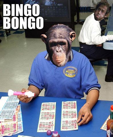 bongo bingo prizes