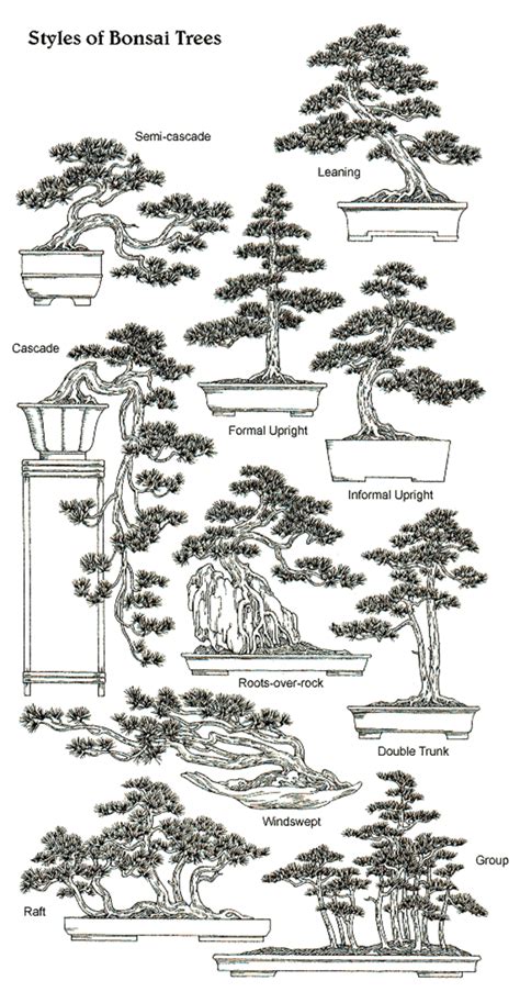 bonsai a beginner s guide on how to cultivate and