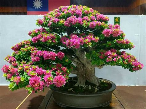 bonsai bunga kertas termahal