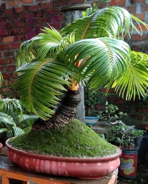 Bonsai Coconut Tree
