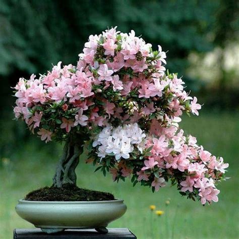 bonsai d interieur