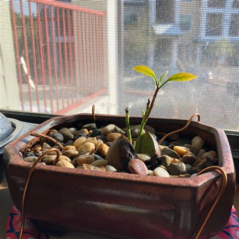 Bonsai From Seed Growing Avocado