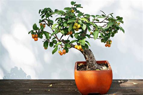 Bonsai Fruit Tree