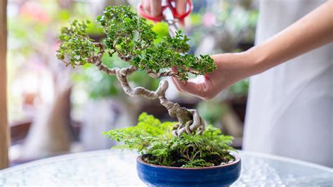 Bonsai Tree For Beginners How To Grow A Bonsai Tr