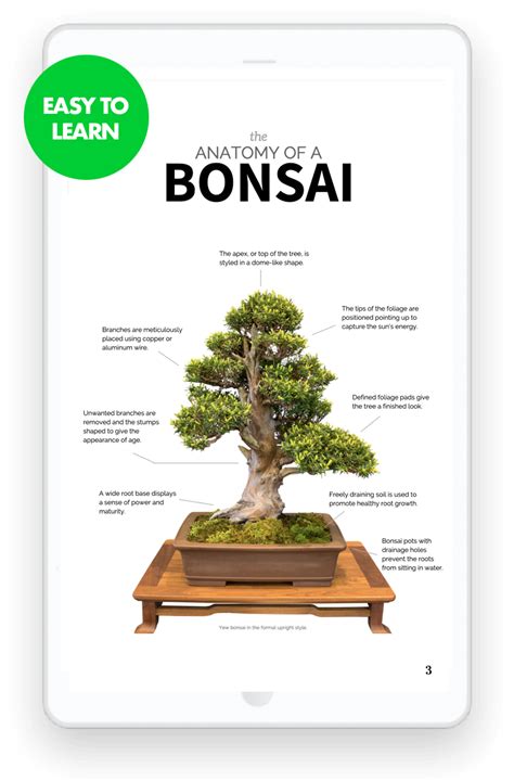 Read Online Bonsai Guide 