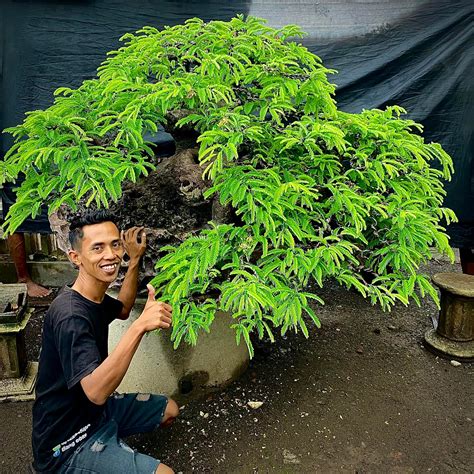 Bonsaiin Hindi