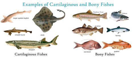 Bony Fish Examples