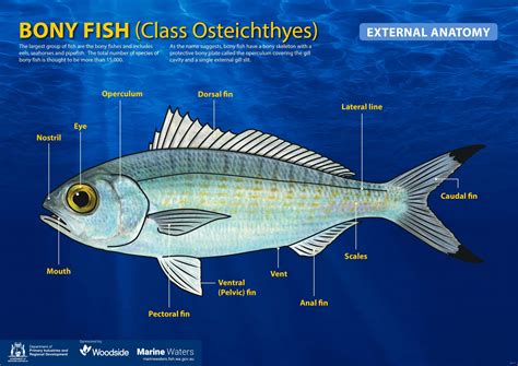 Bony Fishes Example