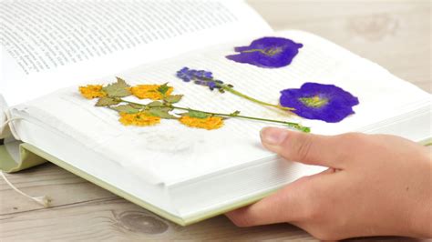 book of dried flowers a complete guide to growing