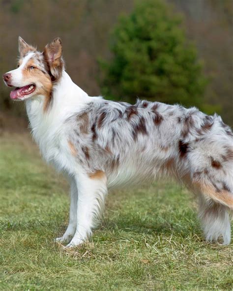 border collie colors
