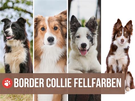 border collie színek