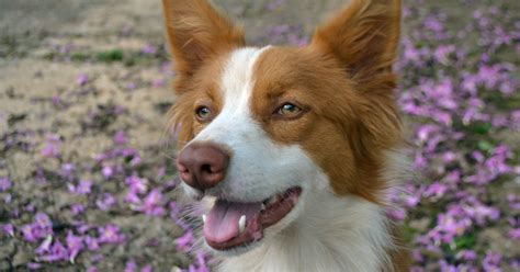 Border Collie The Complete Border Collie Training Guide Breed Specific Puppy Training Techniques Potty Training Care Obedience And Safety Tips Guide Border Collies Border Collie Puppy