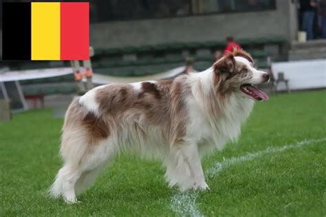 foto's stars of tomorrow hobby fokker border collie Turnhout
