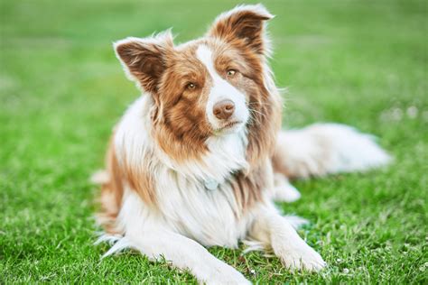 Download Border Collie Owners Guide 
