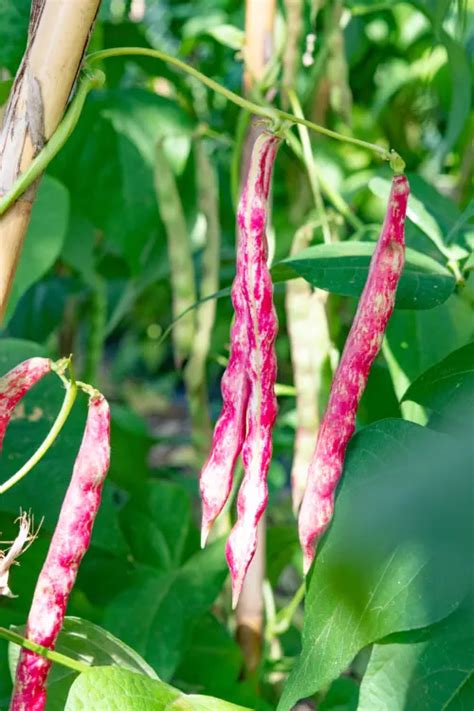 borlotti beans plant