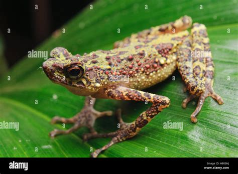 Bornean Rainbow Toad