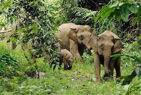 borneo rainforest