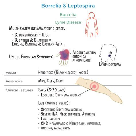borrelia yrsel