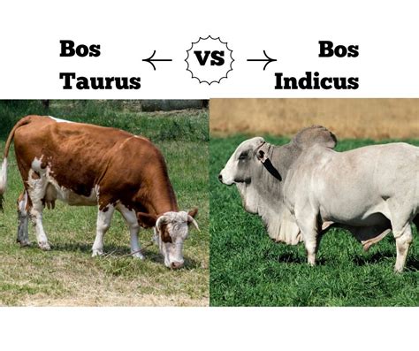 Bos Taurus Vs Bos Indicus