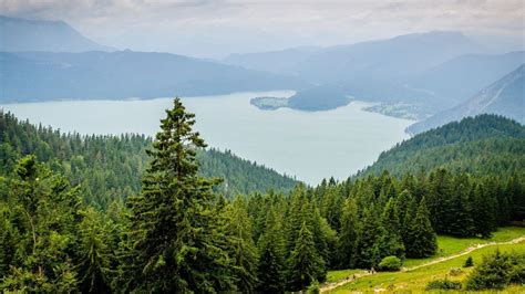 Bosque De Coniferas