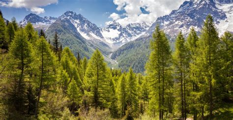 Bosque De Coniferas Clima