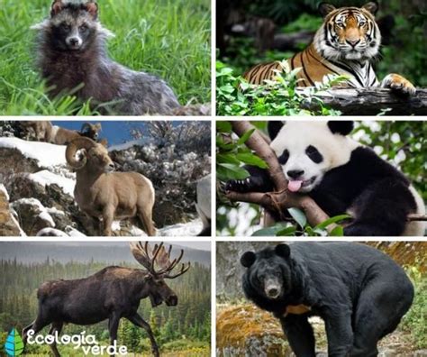 Bosque De Coniferas Fauna