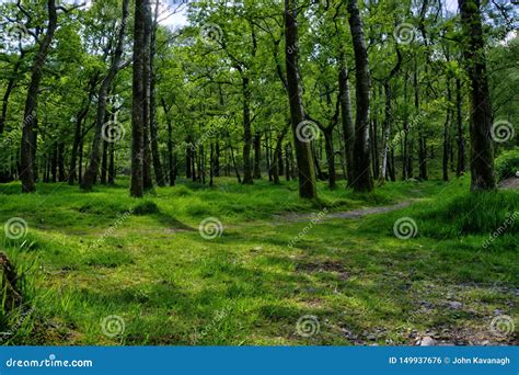 Bosque En Ingles