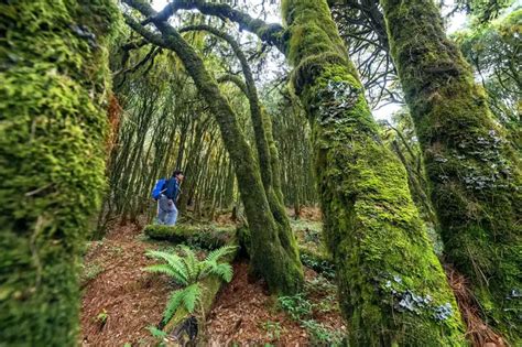 Bosque Mesofilo De Montaña