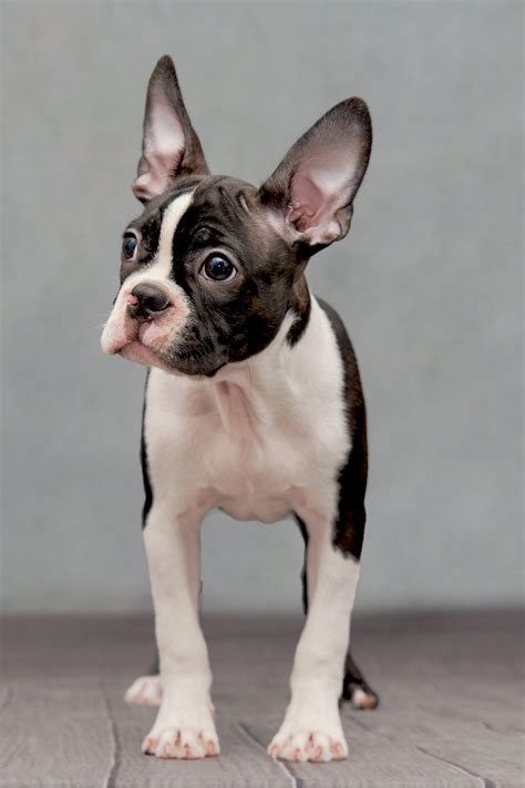 Read Boston Terrier Puppy Training The Ultimate Guide On Boston Terrier Puppies What To Do When You Bring Home Your New Boston Terrier Puppy 
