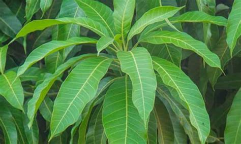 Botanical Name Of Mango Leaf