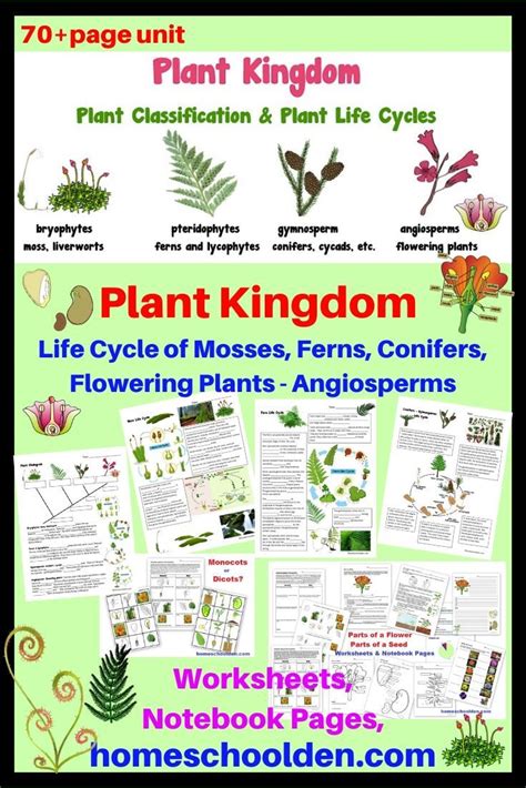 Botany Unit Plant Kingdom Worksheets And More Homeschool Six Kingdoms Of Life Worksheet Answers - Six Kingdoms Of Life Worksheet Answers