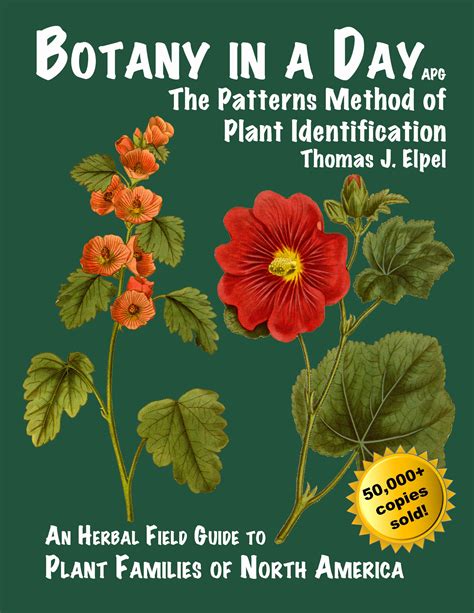 Read Online Botany In A Day The Patterns Method Of Plant Identification 
