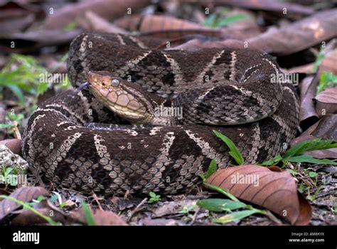Bothrops Asper Snake