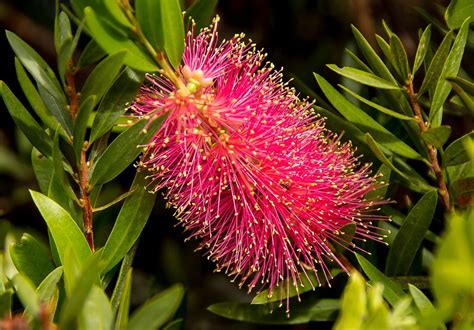Bottle Brush Flower