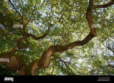 Bough Definition