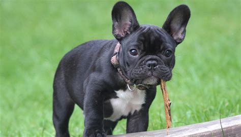 Read Online Bouledogue Francese 