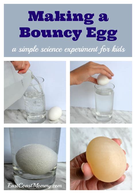 Bouncy Egg Experiment Easy Science Directions Worksheets Video Bouncy Egg Science Experiment - Bouncy Egg Science Experiment