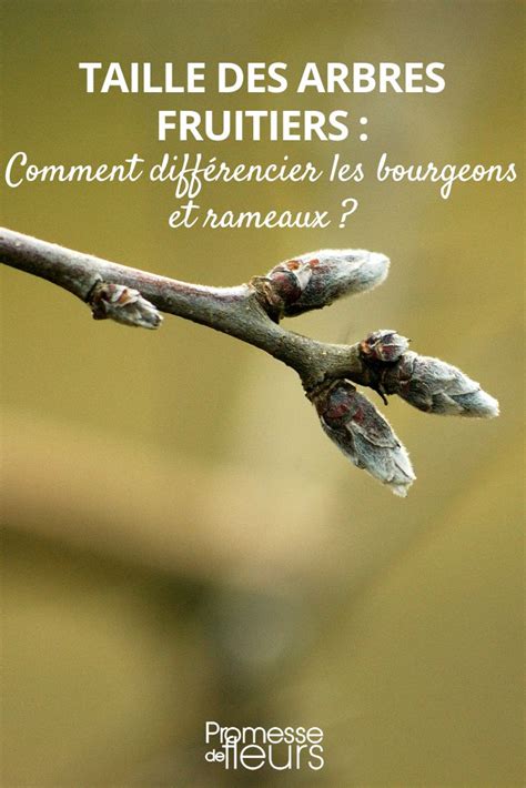 bourgeons et rameaux