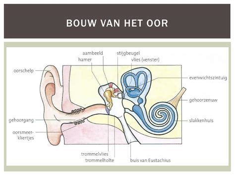 bouw van het oor