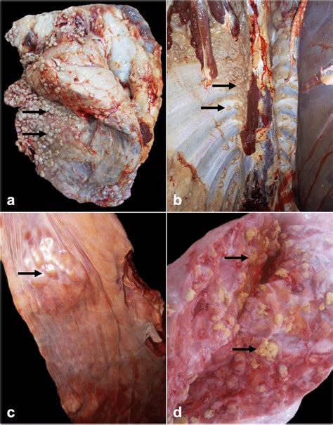 bovine tuberculosis