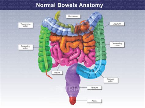 bowels meaning