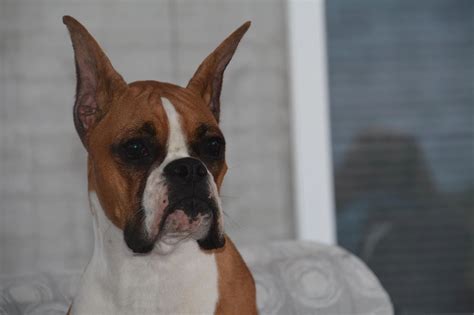 Boxer Ears