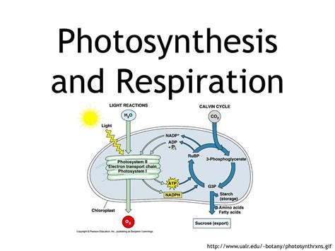 Bozeman Biology Photosynthesis And Respiration Video Worksheet Bozeman Worksheet Answers - Bozeman Worksheet Answers