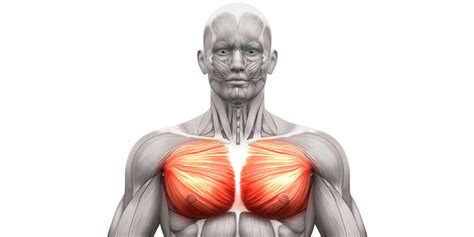 bröstmuskler anatomi