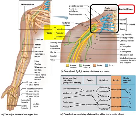 Brachial Nerve Graph Theory