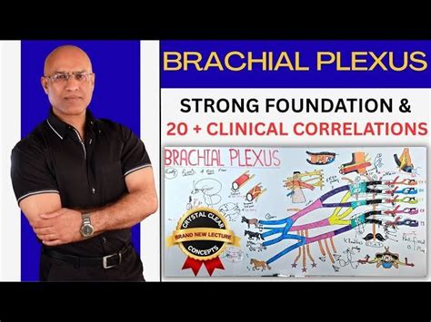 brachial plexus dr najeeb wiki