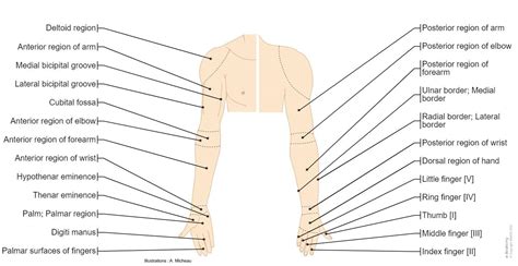 Brachial Region