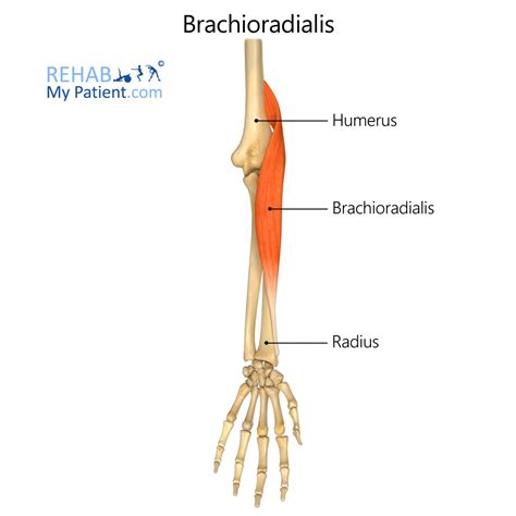 Brachioradialis Origin And Insertion