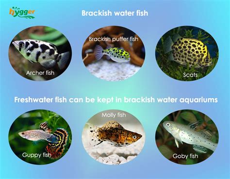 Brackish Water Fish