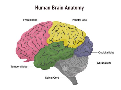 Brain Anatomy And How The Brain Works Johns Science Body Part - Science Body Part